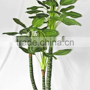 Factory Supply Evergreen Plants thumbnail-3