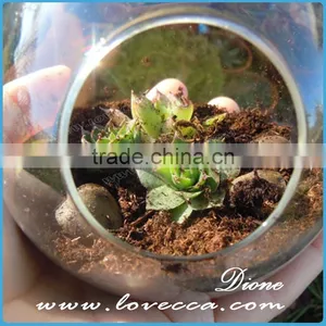 Clear Hanging Hanging 4 Inch Round Ball Air Plant Terrarium Globe thumbnail-5