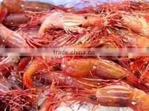Live Spot Prawn thumbnail-3
