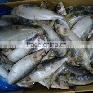 Cheap Sardine Sea Fish thumbnail-2