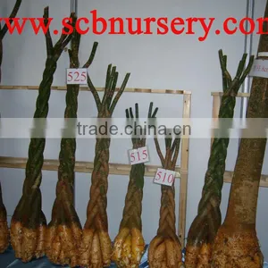 Pachira Bonsaic thumbnail-1