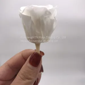Wholesale3-4cm Elegant Real Touch Preserved Rose Flower thumbnail-1