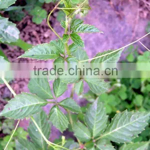 Gynostemma Pentaphyllum P. E /Gynostemma Pentaphllum (Thunb. )Mak/CAS NO:80321-63-7/jiaogulan thumbnail-1