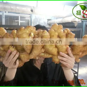 Lastest Dried Ginger Export Price Wholesale Ginger And Garlic thumbnail-3