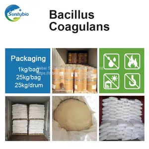Bacillus Coagulans thumbnail-3