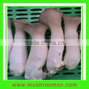 Fresh King Oyster Mushroom thumbnail-1