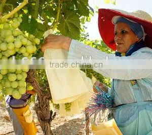 Grape Growing Paper Bag for Agriculture thumbnail-5