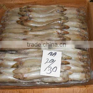FROZEN LADY FISH thumbnail-2