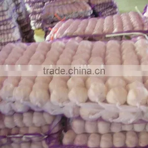 Shandong Garlic thumbnail-4