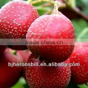 Chinese Hawthorn Powder thumbnail-1