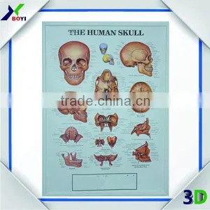 Custom High Quality 3d Embossed Anatomical Chart thumbnail-4