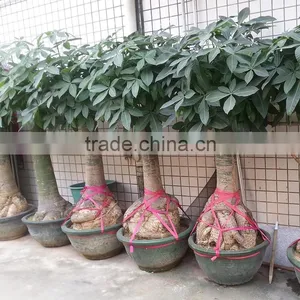 Woody Pachira Aquatica Outdoor Plant thumbnail-4