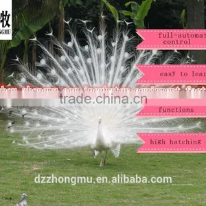 New Type ZM-264 Eggs Machine, Chicken Egg Incubator, Automatic Hatchery Machine thumbnail-4