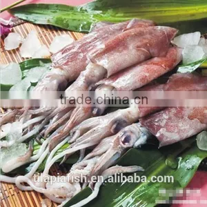 Illex Squid A Grade thumbnail-1