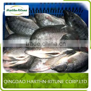 Organic Tilapia Fillet Fishs With Frozen thumbnail-5