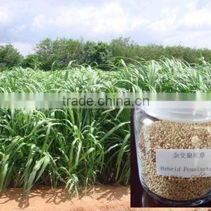 High Protein Leaf High Yield Perennial Hybrid Pennisetum Forage Seed thumbnail-1