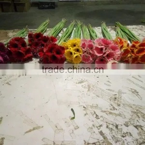 Fresh Cut Flower Gerbera thumbnail-3