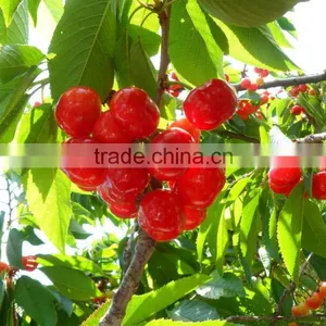 Sweet Fresh Cherry Seedling thumbnail-1