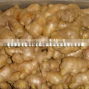 Fresh Washed Ginger thumbnail-3