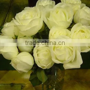Wholesale Different Types of Fresh Cut Red Rose Flowers thumbnail-2