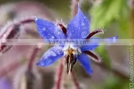 Borage Oil thumbnail-1
