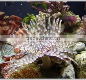 Tube Worm thumbnail-1