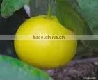 HIGH QUALITY PURE MENTHA CITRATA OIL thumbnail-1
