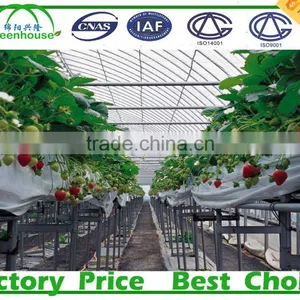 Commercial Climate Control Strawberry Greenhouse With Thermal System thumbnail-2