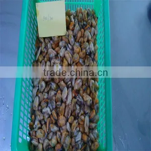 Boiled Mussel Meat(500-700) thumbnail-1