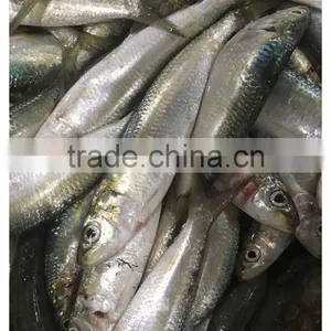 New Landing Frozen Fresh Unprocessed HGT Sardine thumbnail-3