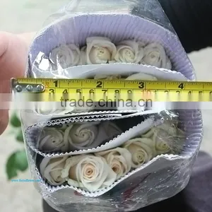 Rose Flower Seeds Roses Flowers Fresh Roses thumbnail-4