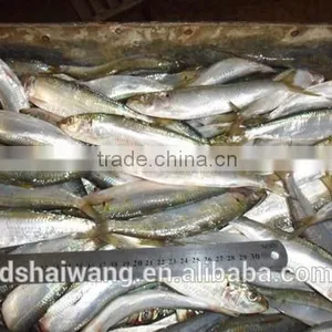Frozen Sardines (Sardinella Longiceps) for Bait and Canning 150-190 Pcs thumbnail-1