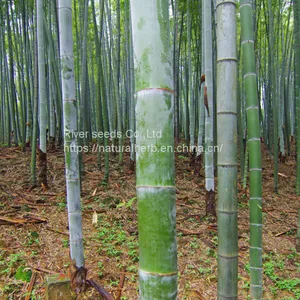1KG New Wholesale Timber Tree Chinese Phyllostachys Bamboo Seeds Giant Moso Bamboo Seeds for Sale thumbnail-2