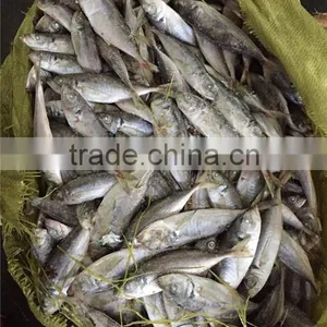 Frozen Whole Round Sea Frozen Horse Mackerel thumbnail-4