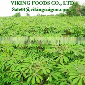 Hot Product _Frozen Cassava Leaves _ From Vietnam thumbnail-3