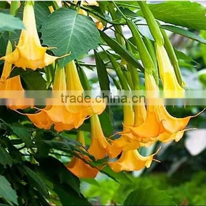Treeform Datura, Datura , Flower Seeds , Herb Seed,vegetalbe Seed,fruit Seed,grass Seed thumbnail-6