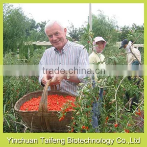 2015's New Crop Low Pesticide Gojiberry thumbnail-1
