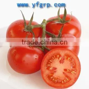 Tomato thumbnail-1
