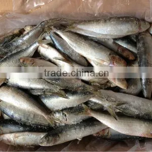 Frozen Sardines Whole Round 20-25pcs/kg for Cannery thumbnail-1