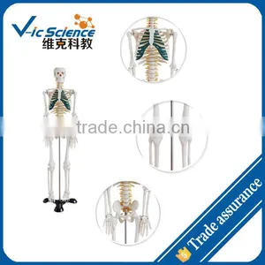 85cm Human Skeleton Model With Spinal Nerves thumbnail-1