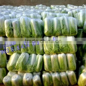 FRESH CHINA CABBAGES thumbnail-1