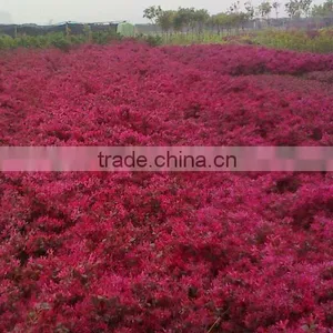 Red Flower Loropetalum Chinense for Ornamental Outdoor Landscaping Beautiful Bonsai Plants thumbnail-6
