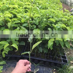 Grafted Passion Fruit Tree Seedlings thumbnail-1