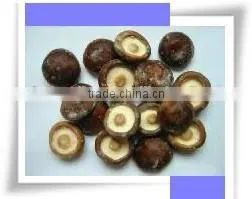 Frozen Mushroom thumbnail-2