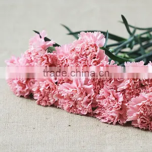 Wholesale Fresh Flowers Pink Carnation From China Flower Base thumbnail-2