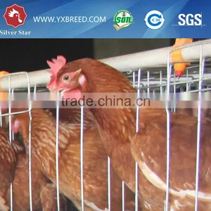 Chicken Breeding Cage for Poultry Farm thumbnail-2