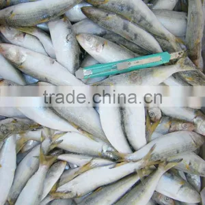 New Catching Sardine in Good Taste thumbnail-1