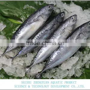 FROZEN BONITO TUNA WHOLE ROUND thumbnail-1