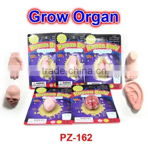Plastic Grow Human Organs thumbnail-1