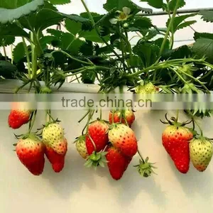 Hot Sale Film Covering Tunnel Strawberry Greenhouse thumbnail-1